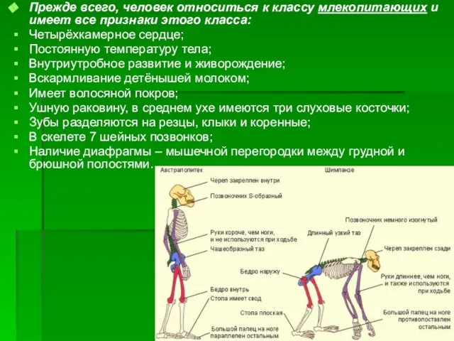 Прежде всего, человек относиться к классу млекопитающих и имеет все признаки этого