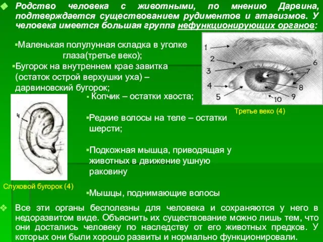 Родство человека с животными, по мнению Дарвина, подтверждается существованием рудиментов и атавизмов.