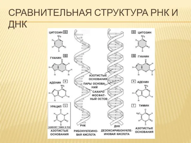 Сравнительная структура РНК и ДНК