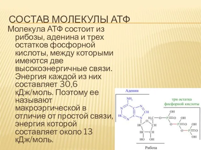 Состав молекулы АТФ Молекула АТФ состоит из рибозы, аденина и трех остатков