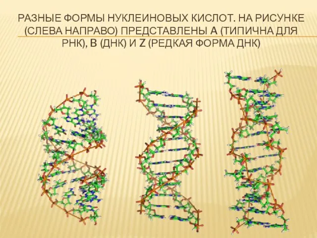 Разные формы нуклеиновых кислот. На рисунке (слева направо) представлены A (типична для