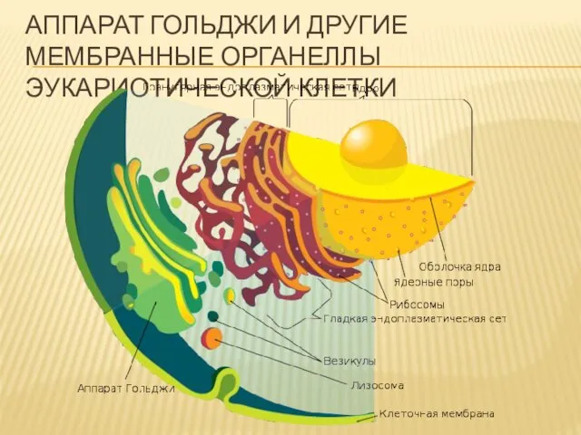 Аппарат Гольджи и другие мембранные органеллы эукариотической клетки