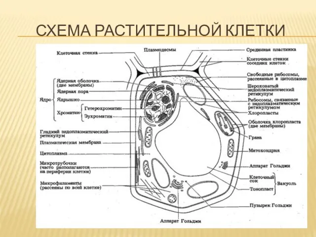 Схема растительной клетки