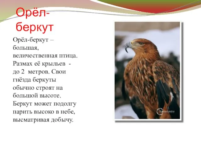 Орёл-беркут Орёл-беркут – большая, величественная птица. Размах её крыльев - до 2
