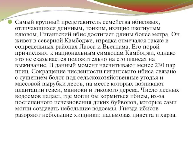 Самый крупный представитель семейства ибисовых, отличающихся длинным, тонким, изящно изогнутым клювом. Гигантский