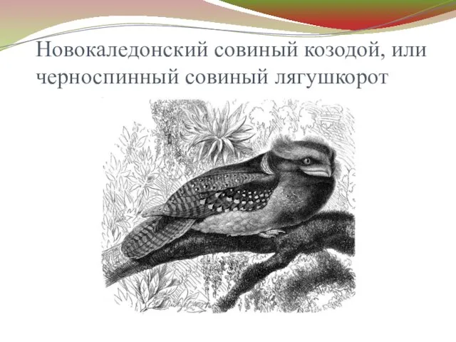 Новокаледонский совиный козодой, или черноспинный совиный лягушкорот
