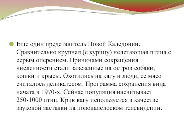 Еще один представитель Новой Каледонии. Сравнительно крупная (с курицу) нелетающая птица с