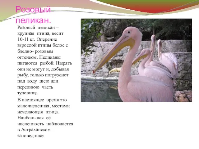 Розовый пеликан. Розовый пеликан – крупная птица, весит 10-11 кг. Оперение взрослой