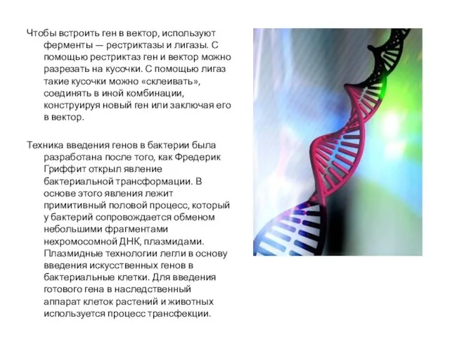 Чтобы встроить ген в вектор, используют ферменты — рестриктазы и лигазы. С
