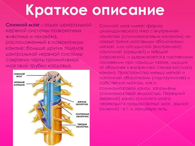 Краткое описание Спинной мозг - отдел центральной нервной системы позвоночных животных и