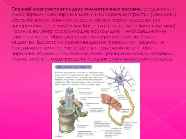 Спинной мозг состоит из двух симметричных половин, соединённых узкой перемычкой; нервные клетки