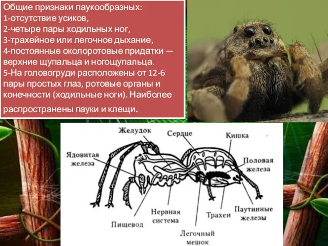 Общие признаки паукообразных: 1-отсутствие усиков, 2-четыре пары ходильных ног, 3-трахейное или легочное