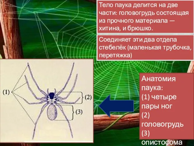 Тело паука делится на две части: головогрудь состоящая из прочного материала —