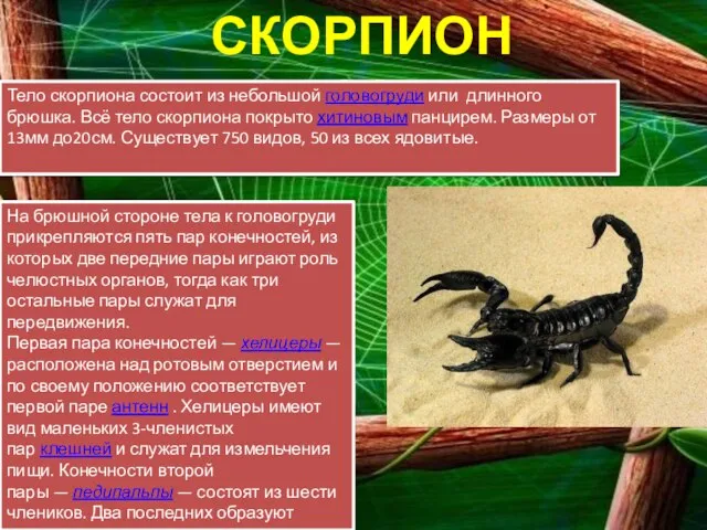 СКОРПИОНЫ Тело скорпиона состоит из небольшой головогруди или длинного брюшка. Всё тело