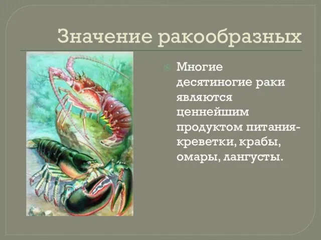 Значение ракообразных Многие десятиногие раки являются ценнейшим продуктом питания- креветки, крабы, омары, лангусты.