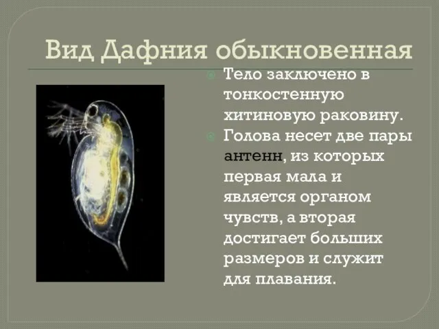 Вид Дафния обыкновенная Тело заключено в тонкостенную хитиновую раковину. Голова несет две