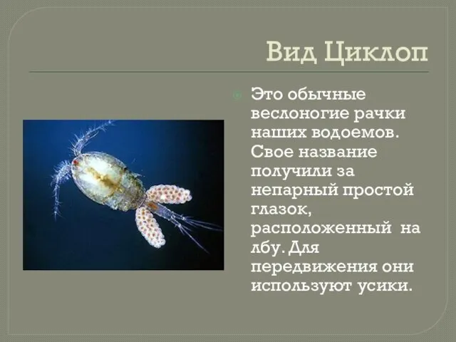 Вид Циклоп Это обычные веслоногие рачки наших водоемов. Свое название получили за