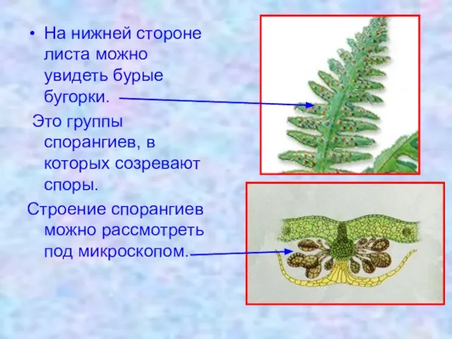 На нижней стороне листа можно увидеть бурые бугорки. Это группы спорангиев, в