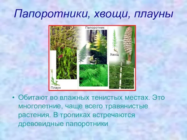 Папоротники, хвощи, плауны Обитают во влажных тенистых местах. Это многолетние, чаще всего