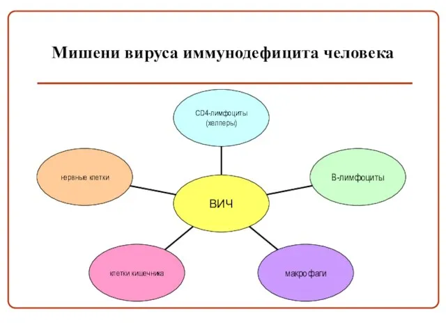 Мишени вируса иммунодефицита человека