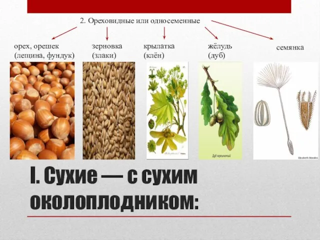 I. Сухие — с сухим околоплодником: 2. Ореховидные или односеменные орех, орешек