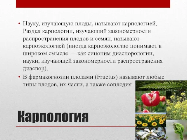 Карпология Науку, изучающую плоды, называют карпологией. Раздел карпологии, изучающий закономерности распространения плодов