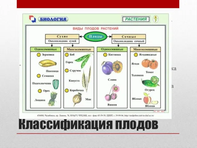 Классификация плодов В большинстве классификаций плоды обычно разделяют на настоящие или истинные