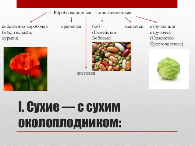 I. Сухие — с сухим околоплодником: 1. Коробочковидные — многосеменные собственно коробочка