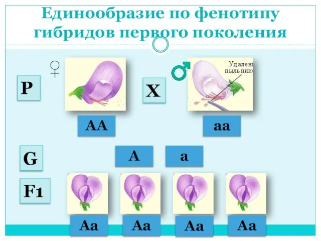 Единообразие по фенотипу гибридов первого поколения АА аа ♂ ♀ А а