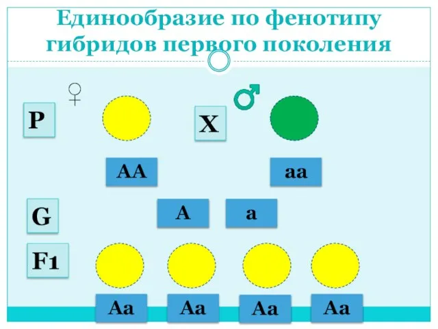 Единообразие по фенотипу гибридов первого поколения АА аа ♂ ♀ А а