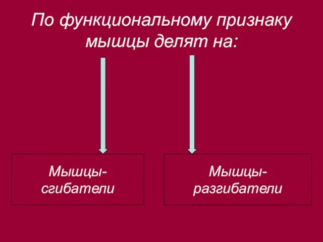 По функциональному признаку мышцы делят на: Мышцы-сгибатели Мышцы-разгибатели