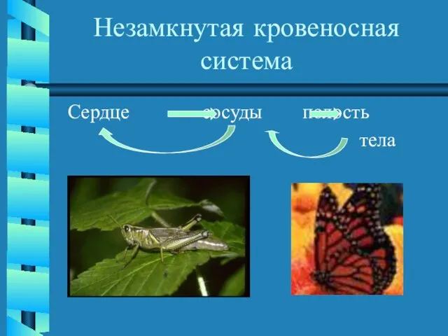 Незамкнутая кровеносная система Сердце сосуды полость тела