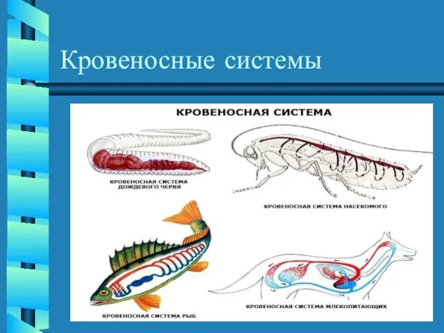 Кровеносные системы