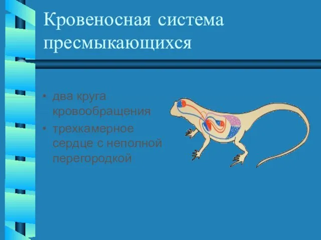 Кровеносная система пресмыкающихся два круга кровообращения трехкамерное сердце с неполной перегородкой