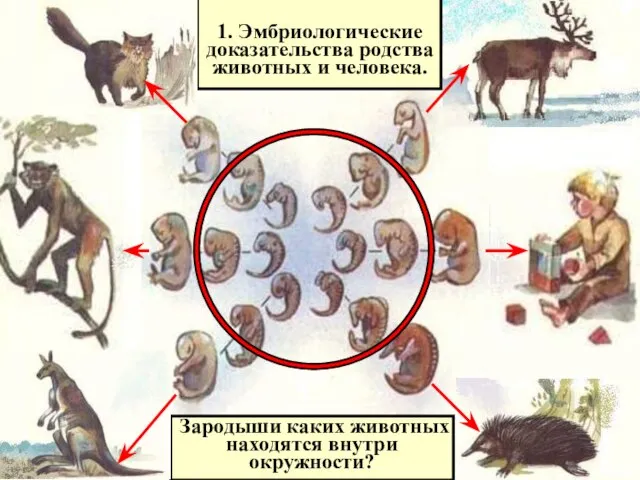 1. Эмбриологические доказательства родства животных и человека. Зародыши каких животных находятся внутри окружности?