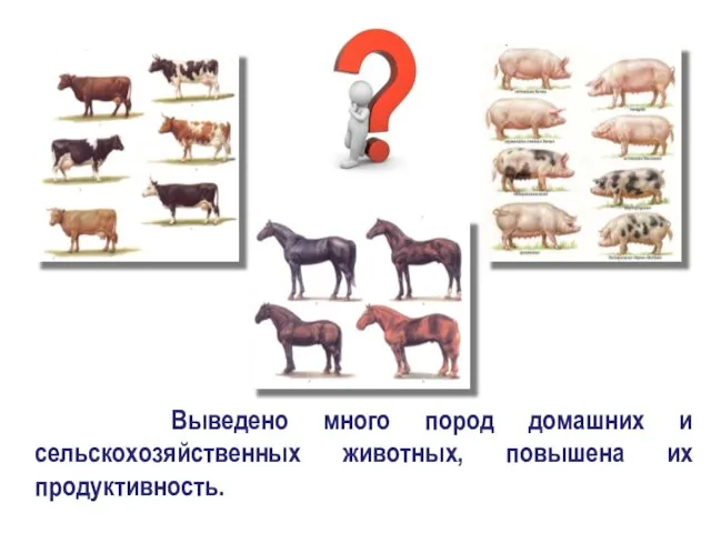 Выведено много пород домашних и сельскохозяйственных животных, повышена их продуктивность.