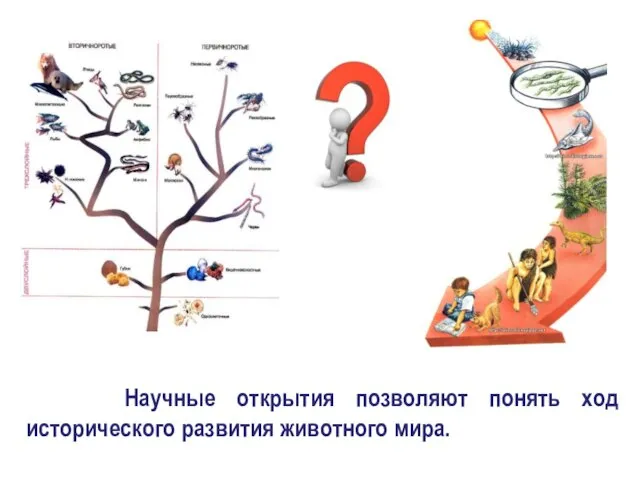 Научные открытия позволяют понять ход исторического развития животного мира.