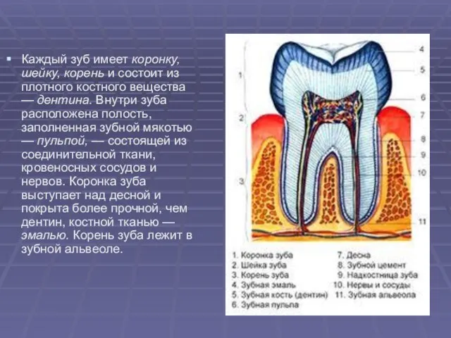 Каждый зуб имеет коронку, шейку, корень и состоит из плотного костного вещества