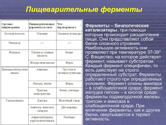 Пищеварительные ферменты Ферменты – биологические катализаторы, при помощи которые происходит расщепление пищи.