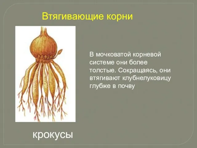 В мочковатой корневой системе они более толстые. Сокращаясь, они втягивают клубнелуковицу глубже