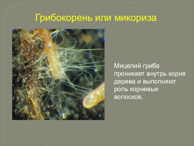 Грибокорень или микориза Мицелий гриба проникает внутрь корня дерева и выполняют роль корневых волосков.