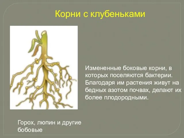 Измененные боковые корни, в которых поселяются бактерии. Благодаря им растения живут на