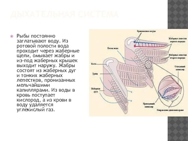 Дыхательная система Рыбы постоянно заглатывают воду. Из ротовой полости вода проходит через