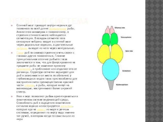 Нервная система Спинной мозг проходит внутри нервных дуг позвонков по всей длине