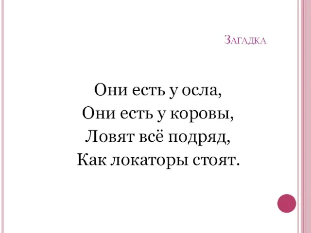 Загадка Они есть у осла, Они есть у коровы, Ловят всё подряд, Как локаторы стоят.