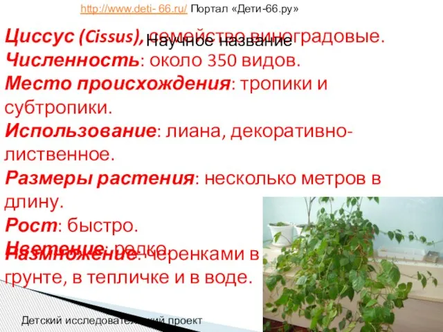 Циссус (Cissus), семейство виноградовые. Численность: около 350 видов. Место происхождения: тропики и