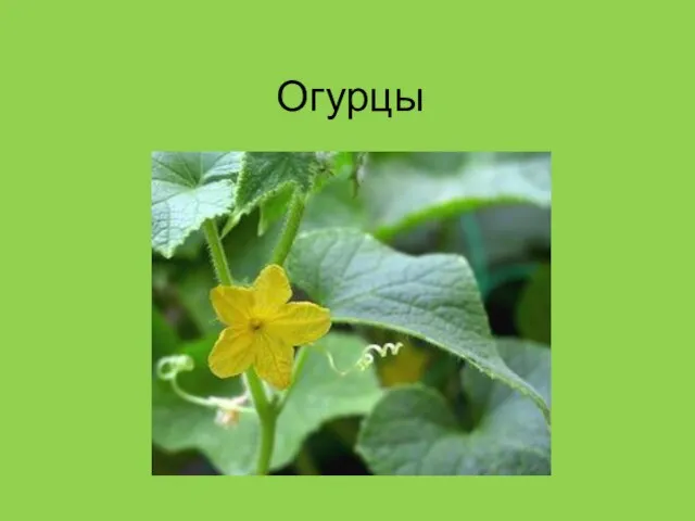 Огурцы