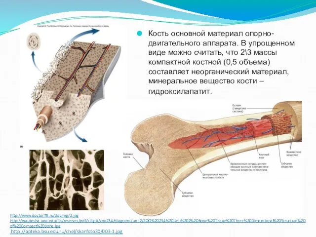 http://www.doctor78.ru/docimg/2.jpg http://waukesha.uwc.edu/lib/reserves/pdf/zillgitt/zoo234/diagrams/unit2/ZOO%20234%20Unit%202%20Bone%20Tissue%20Three%20Dimensional%20Structure%20of%20Compact%20Bone.jpg http://apteka.bsu.edu.ru/chel/skanfoto30/003-1.jpg Кость основной материал опорно-двигательного аппарата. В упрощенном виде можно