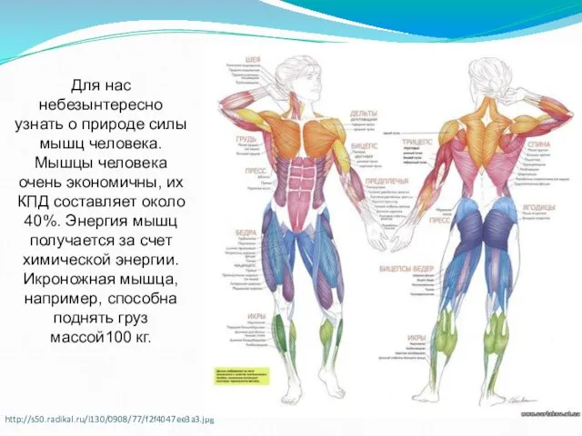 http://s50.radikal.ru/i130/0908/77/f2f4047ee3a3.jpg Для нас небезынтересно узнать о природе силы мышц человека. Мышцы человека
