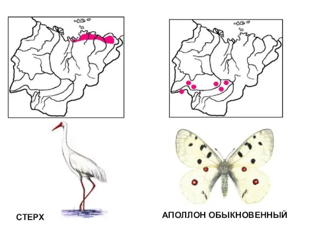 АПОЛЛОН ОБЫКНОВЕННЫЙ СТЕРХ